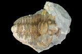 Fossil Calymene Trilobite Nodule - Morocco #100011-2